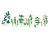 Kräuterhexe