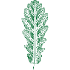 Oak - Leaf / Oak Leaf - PRINT