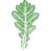 Blad eik / eikeblad - blader SKOG & natur