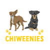 Chiweenie Dog