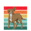 Chiweenie Dog