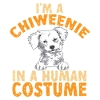 Chiweenie Dog