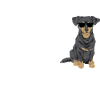 Chiweenie Chien