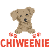 Chiweenie Dog