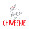 Chiweenie Dog