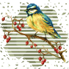 Bunter Vogel