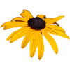 Coneflower