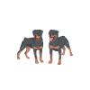 Rottweiler Gifts