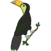 toucan