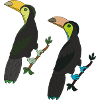 Toucan 2-fold