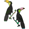 Toucan Two