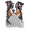 Australian Shepherd Dog