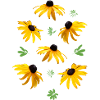 Coneflowers Sunflowers
