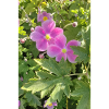 HERBST-ANEMONEN
