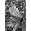 AUTUMN ANEMONES black/white