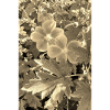 AUTUMN ANEMONES sepia
