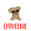 Chiweenie Dog