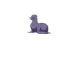 Seehund Seelöwe Robbe