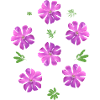 Light carnations pink flowers