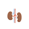 Nephrologie Niere Nierenmedizin Nephrologe