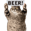 Bier Katze