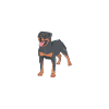 Rottweiler Gifts