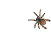 Tarantula