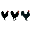 Chicken rebels