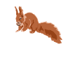 This Is Nuts Fuchshörnchen Grauhörnchen