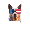 Bouvier australien États-Unis