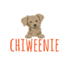 Chiweenie Dog