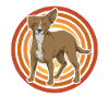 Chiweenie Dog