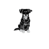 Chiweenie Dog