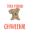 Chiweenie Dog