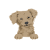 Chiweenie Dog