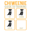 Chiweenie Dog