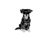 Chiweenie Dog