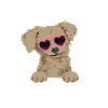 Chiweenie Dog