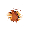Cockroach