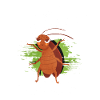 Cockroach
