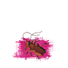 Cockroach