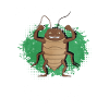 Cockroach