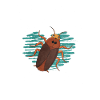 Cockroach