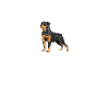 Rottweiler Gifts