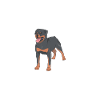 Rottweiler Gifts