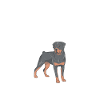 Rottweiler Gifts