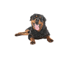 Rottweiler Gifts