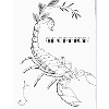 Skorpion