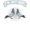 Pigeons saying pigeon lovers