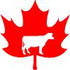 Canada maple leaf cow logo